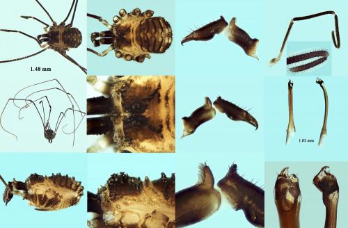 Réf. 196 883 : Mitostoma chrysomelas